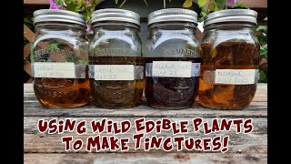 Using Wild Edible Plants to Make Tinctures [upl. by Hanni827]