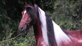 Hacienda Gasparilla Pinto Paso Fino Horses [upl. by Gaskin]