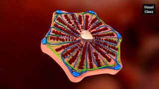 liver histology bile formation and transportation [upl. by Ahseram962]