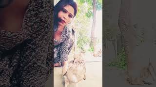 Khelne ja rahe ho kya dog wali kutte ki ladai a video a song a trending [upl. by Ddahc]