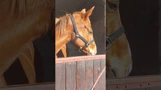 Il a plein de paillettes 😆😆😆 music horse chevalpassion equestrian [upl. by Kasey320]