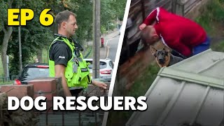 Dog Rescuers Caught on Camera and Served Justice  Full Documentary [upl. by Aihsenrad]