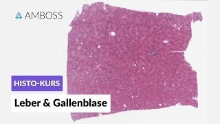 Histologie Leber und Gallenblase  Mikroskopische Anatomie  AMBOSS Video [upl. by Boniface654]