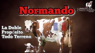 Normando La Doble Propósito que es Todo Terreno [upl. by Shela298]