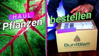 Seltene Pflanzen haul 2021 – wir testen einen neuen PLANT SHOP Caladium  Colocasia [upl. by Yevoc]