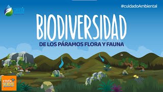 Biodiversidad de Flora y Fauna de los Bosques y Páramos de Cuenca  Ecuador [upl. by Honebein162]