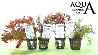 Aquascaping Lab  ROTALA Aquatic Plant technical description and management all varieties [upl. by Caffrey]