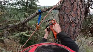 How to optimize tree limb removal The best method [upl. by Einned76]