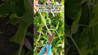 Allamanda cuttings grow  Pink allamanda plant propagation allamandaplants cuttingsgrow shorts [upl. by Arand]