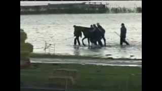 Rescue of 200 horses by 7 women in 2006  Netherland [upl. by Annahavas]