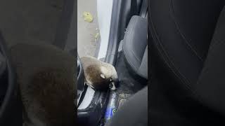 Mini BEAR STEALS FOOD Out Of My CAR shorts [upl. by Nariko]