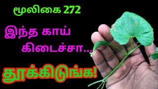 அதலக்காய்அதளைAthalaiஅதலைக்காய்Athala kaaiMomordica Cymbalariaஅலசல்Alasal [upl. by Tiemroth]