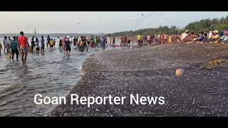 Goan Reporter Watch BUMPER FISH CATCH AGAIN AT CARANZALEM BEACH ON THURSDAY  Huge Crowd Gathered [upl. by Helse351]