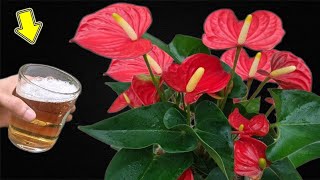 1 Cup Every Week Weak Anthurium Blooms Hundreds Of Flowers After Just 1 Night [upl. by Yatnuhs]