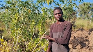 je cultive ligname et le manioc dans le même champ voici ma technique [upl. by Yenaiv]