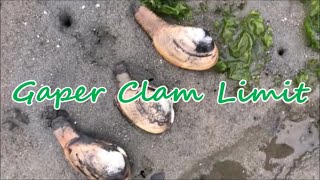 How to Dig Gaper Clams and Washington Clams in California  Catch and Cook ft Poormans Geoduck 2 [upl. by Aicele]