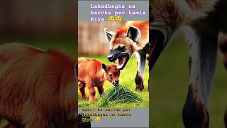 animals Bakri ke bacche per lakadbagha ne hamla Kiya 🐅🐅 [upl. by Hinson]