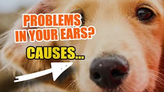 🐶👂¿HOW Do I know if MY DOG ​​has EAR PROBLEMS [upl. by Eselahs]