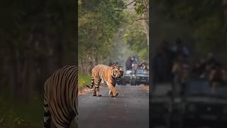 The King of Pilibhit Tiger Reserve trending nature trendingshorts wildlife viral shorts [upl. by Auberta931]