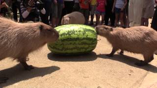 カピバラのジャンボスイカタイム Capybara VS Huge watermelon [upl. by Colfin]