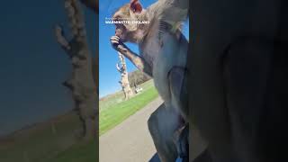 Monkey does hilarious backflip off car in safari enclosure Shorts [upl. by Aisinoid]