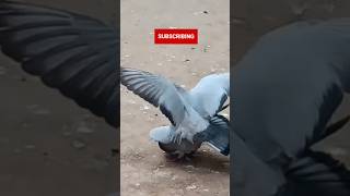 Pigeon Mating Ritual love mawandpaw pigeon birdmating birds [upl. by Irod457]