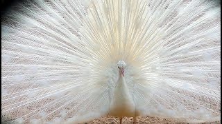 White Peacock Bird Weißer Pfau schlägt Rad [upl. by Nefen]