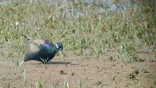 Bronzewinged Jacana at a swamp Bharatpur Keoladeo National Park Rajasthan India [upl. by Snider812]