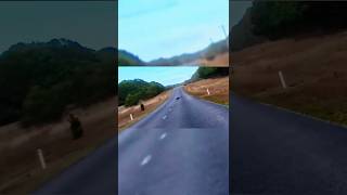 Canguri in strada australia kangaroo dangerous drive ontheroad bikelife becareful jump [upl. by Don]