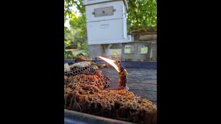 Making a Candle with Beeswax Straight from the Hive shorts [upl. by Ikoek162]