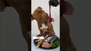 My Pitbull Meal Today pitbull asmr rawfood rawdogfooddiet eatingsounds pitbullattitude [upl. by Cerell]