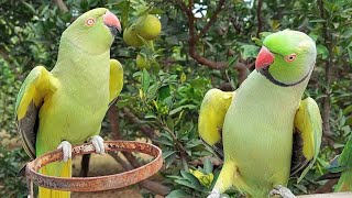 Talking Indian Ringneck Parrots Greeting Each Other  Natural Parrot Dance [upl. by Zabrine]