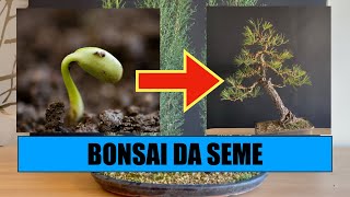 BOSCHETTO BONSAI DA SEME  Ha senso [upl. by Belamy868]