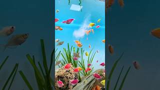 🐟🌺Using Nitrifying Bacteria For SMALL Fish minifishtank goldfish waterlife aquaristic subscribe [upl. by Bissell]