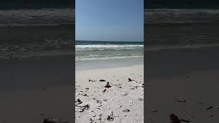 😮Huge nightmare happening throughout Sarasota FL beaches Hundreds of dead fish [upl. by Anitsugua]