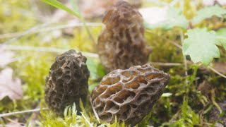 Où trouver des morilles [upl. by Novah]