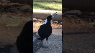 You wont believe this Magpies song [upl. by Aggri]