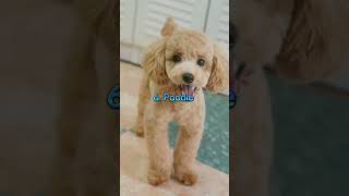 Top 10 Family Dog Breeds In The World 2024 ll shorts [upl. by Arndt870]