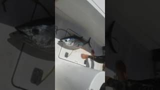 Proper bluefinyellowfin tuna preparation on the boat [upl. by Maury]