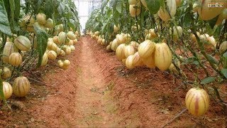 WOW Amazing Agriculture Technology  Pepino Melon [upl. by Gnues]