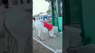 Mazar par Salam Karne Ka Tarika viral trending short motivation viralnow viralworld [upl. by Nileve]