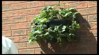 Joraform Wall Baskets Plantopia  Beautify Your Home Space Simply [upl. by Vig]