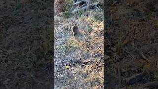 How to let coons gojesus wildlife nature trapping raccoon [upl. by Ytineres462]