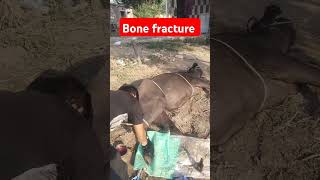 Fracture of metatarsal bone in buffalo treatment symptoms animals fracture 💕💕💕 [upl. by Zetroc]