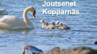 Joutsenet Kopparnäsissä [upl. by Idas]