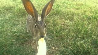 Dan Verret hand feeding a wild Jackrabbit [upl. by Ainnet]