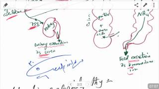 Ammonia Metabolism and Hepatic Encephalopathy 62016 by Dr Khaled A Abulfadle [upl. by Dyane]