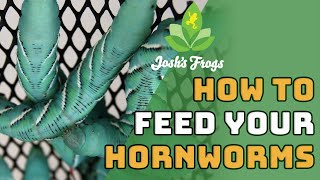 The Tips and Tricks of Feeding Hornworms [upl. by Anazraf269]