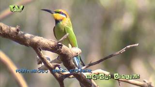 Rainbow bee eater  merops ornatus  Regenboogbijeneter [upl. by Enelyt]