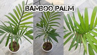 Bamboo Palm  Best indoor plant  bamboopalm how to care [upl. by Mond]